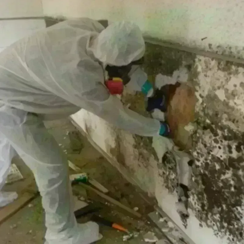 Mold Remediation and Removal in Pea Ridge, WV